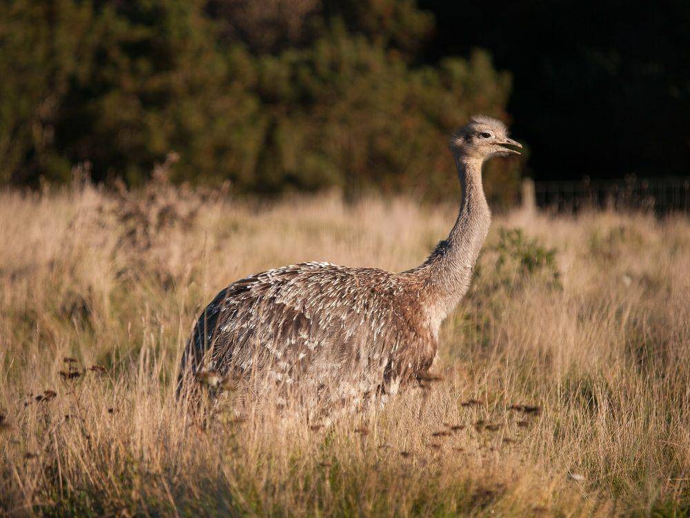 Darwin's rhea (commons.m.wikimedia.org/William Warby)