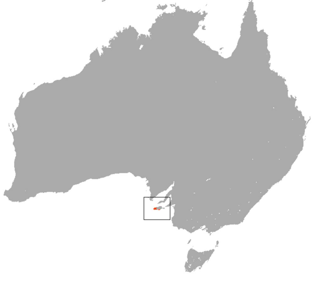 Wilayah penyebaran kangaroo island dunnart (commons.m.wikimedia.org/Chermundy)