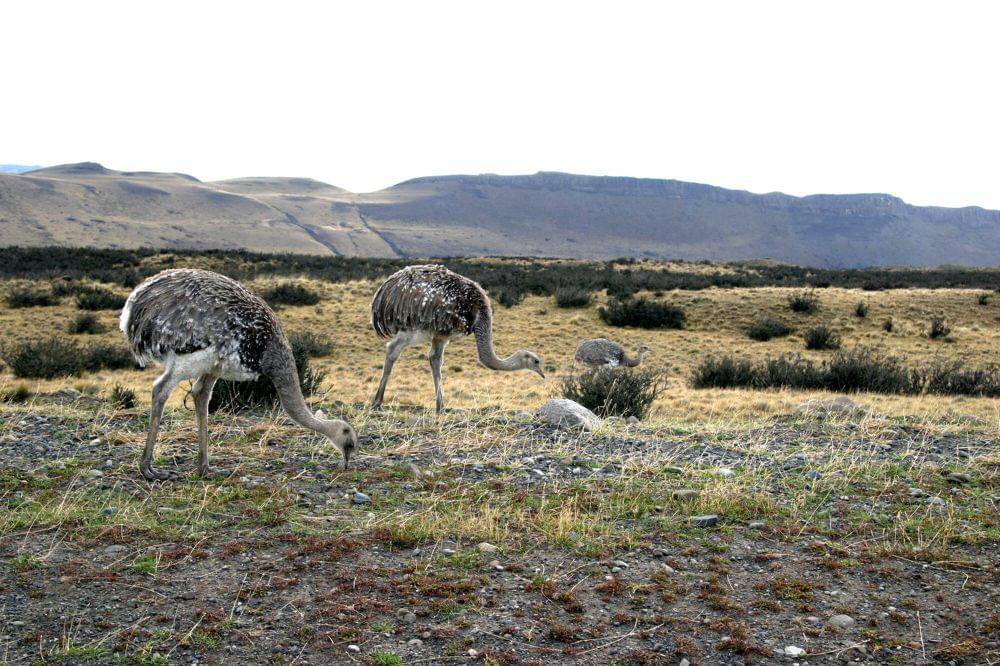 Darwin's rhea (commons.m.wikimedia.org/Jeremu Vandel)