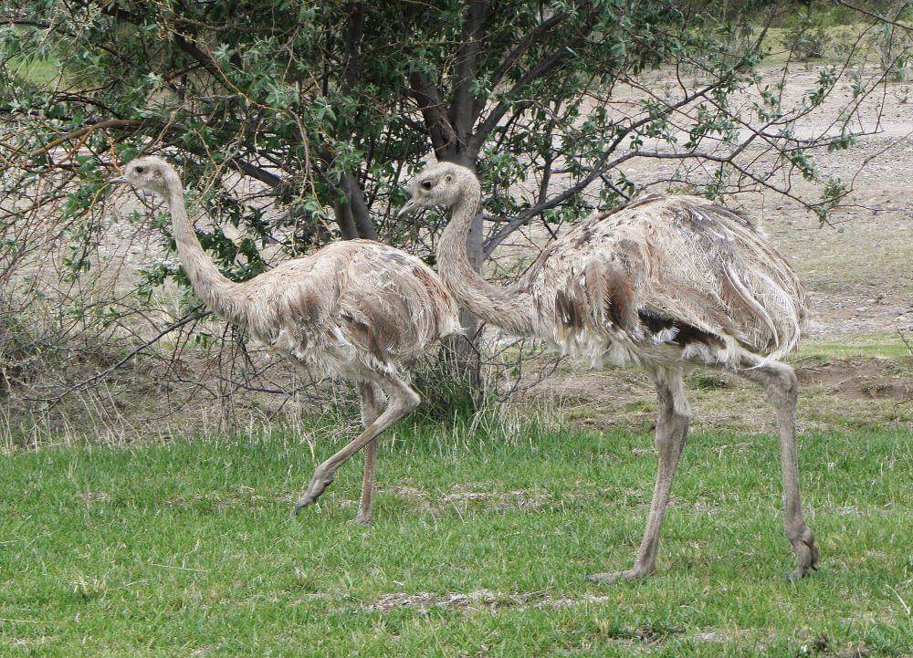 Darwin's rhea (commons.m.wikimedia.org/Chucao)