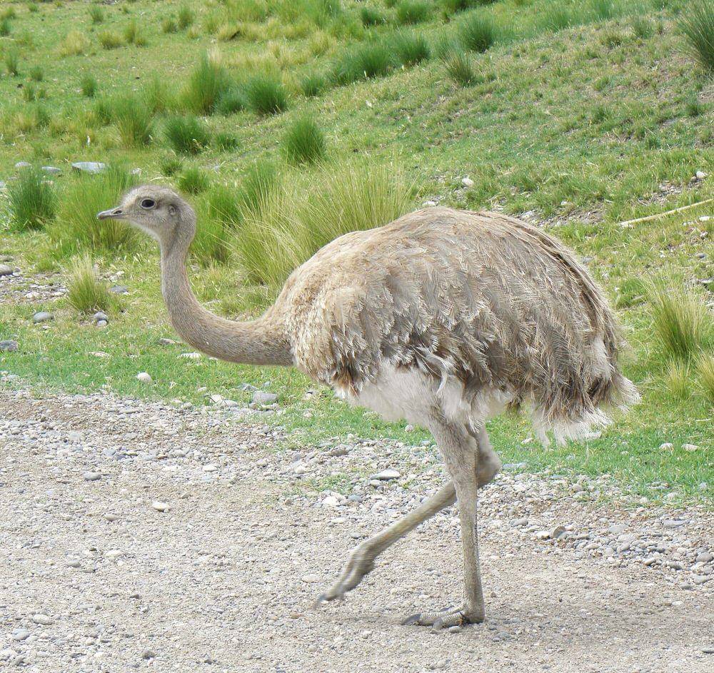 Darwin's rhea (commons.m.wikimedia.org/Chucao)