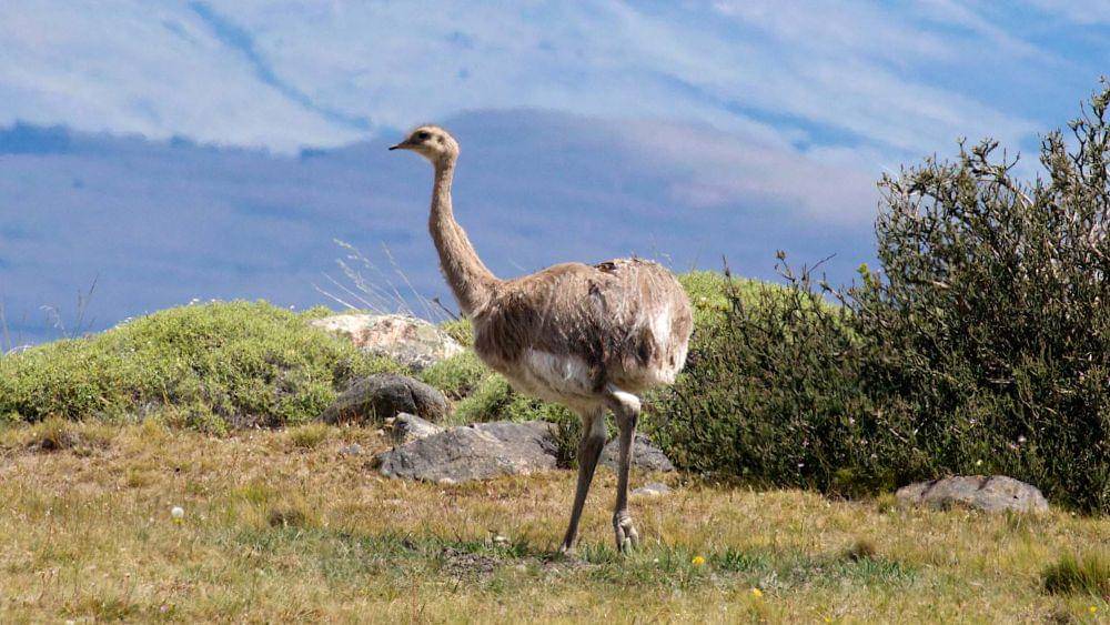 Darwin's rhea (commons.m.wikimedia.org/Christoph Strassler)