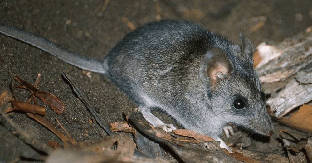 Kangaroo island dunnart (commons.m.wikimedia.org/Kangaroo Island Landscapes Board)