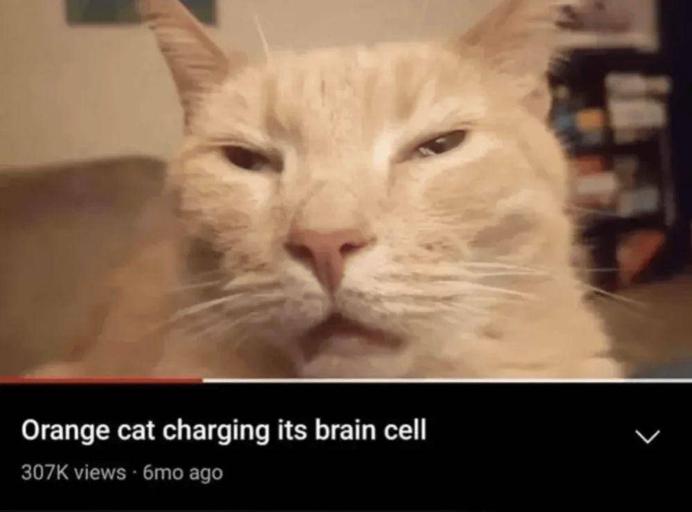 meme tingkah random kucing oren (reddit.com/user/Mysterious_Radio_757)