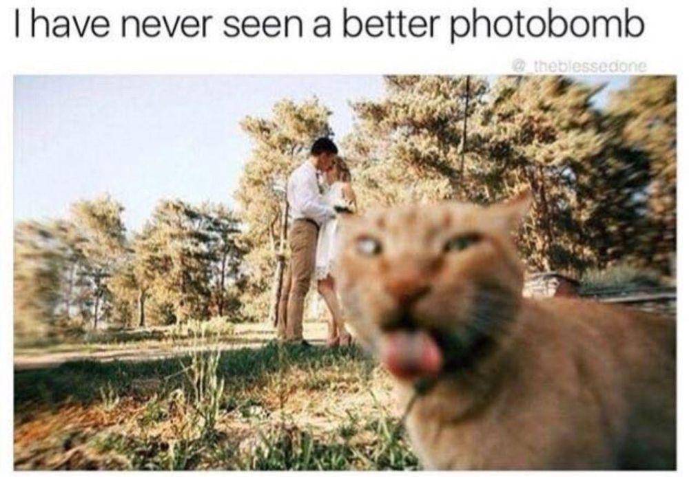meme tingkah random kucing oren (reddit.com/user/Elsa_Versailles)