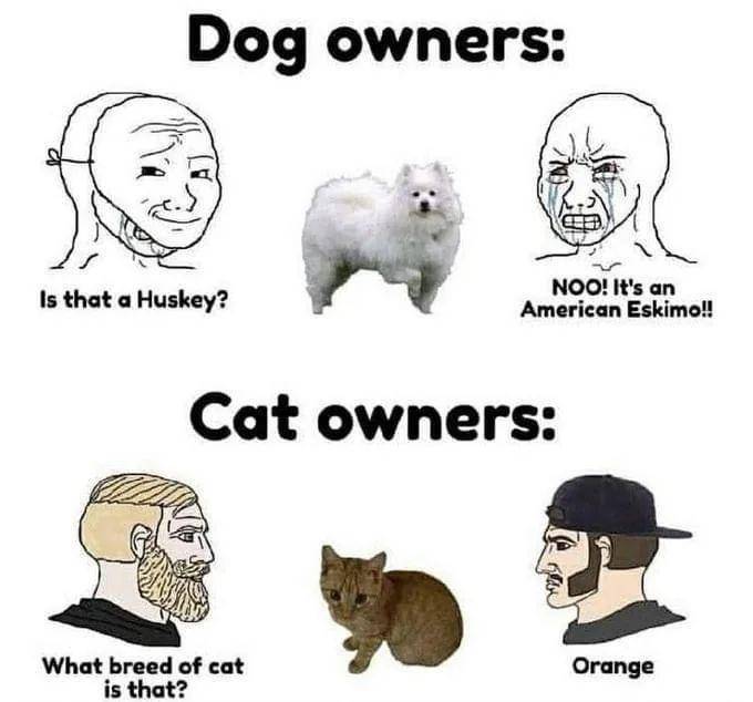 meme tingkah random kucing oren (reddit.com/user/butnobodycame123)