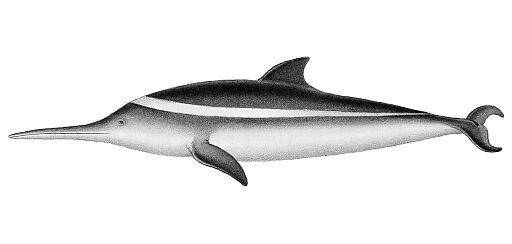 lumba-lumba la plata (commons.wikimedia.org/ public domain)