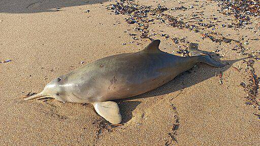 lumba-lumba la plata terdampar di pantai (commons.wikimedia.org/ Rafael Tosi)