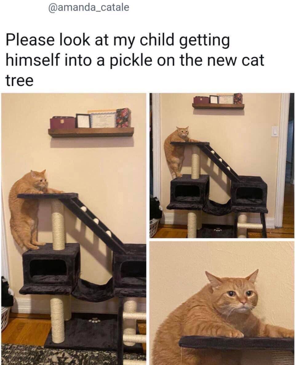 meme tingkah random kucing oren (reddit.com/user/bemyheaven)