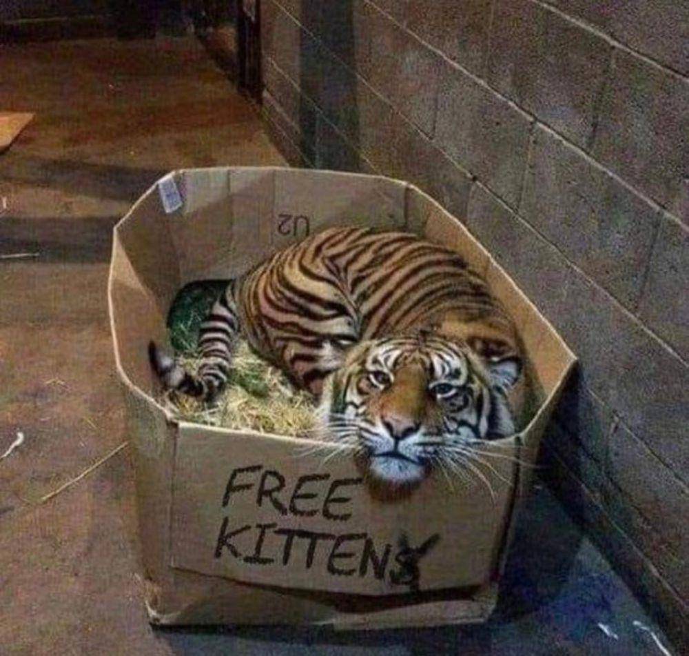 meme tingkah random kucing oren (reddit.com/user/Zealousideal-Sea5189)
