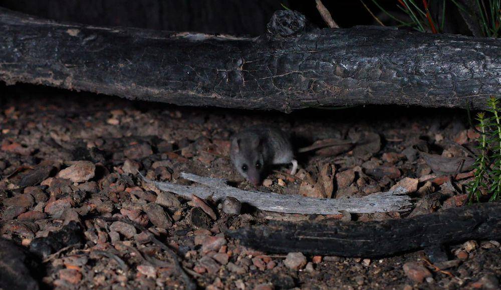 Kangaroo island dunnart (youtube.com/Australian Wildlife Conservancy)
