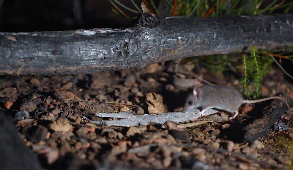 Kangaroo island dunnart (youtube.com/Australian Wildlife Conservancy)