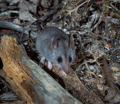 Kangaroo island dunnart (australianwildlife.org/Brad Leue)
