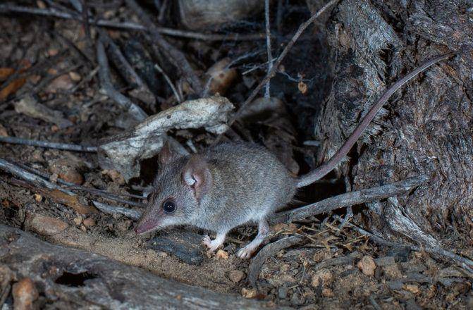 Kangaroo island dunnart (australianwildlife.org/Brad Leue)
