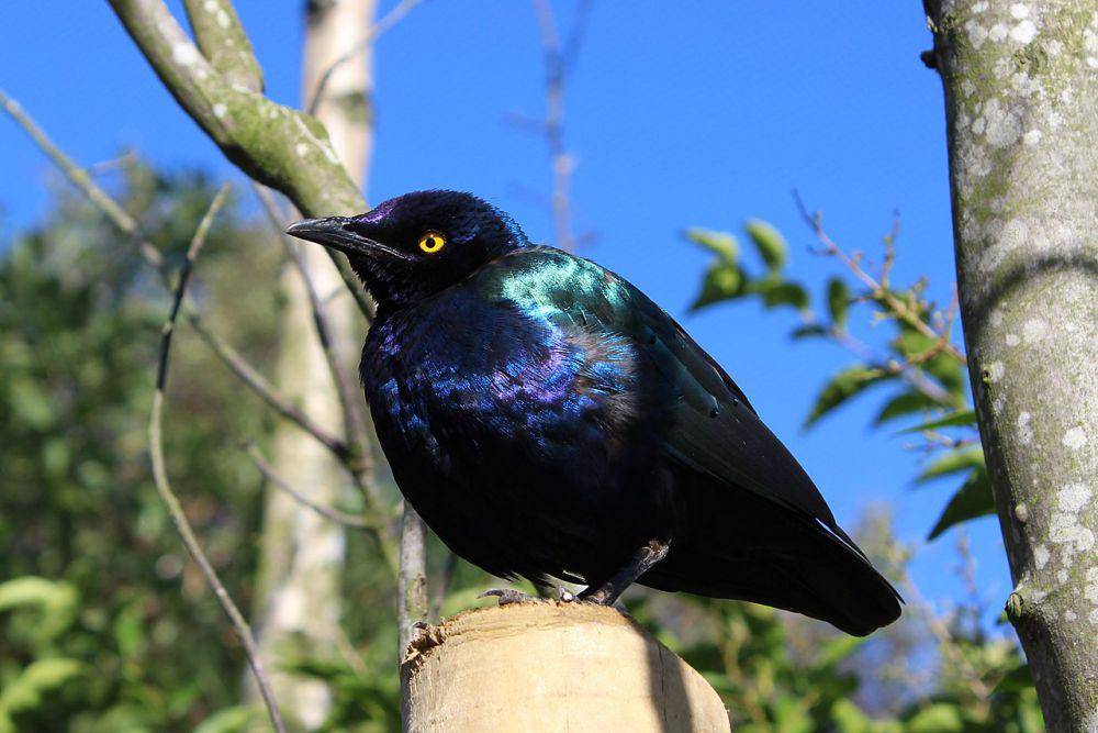 Burung jalak ungu hidup berkelompok (commons.wikimedia.org/Steven Straiton)
