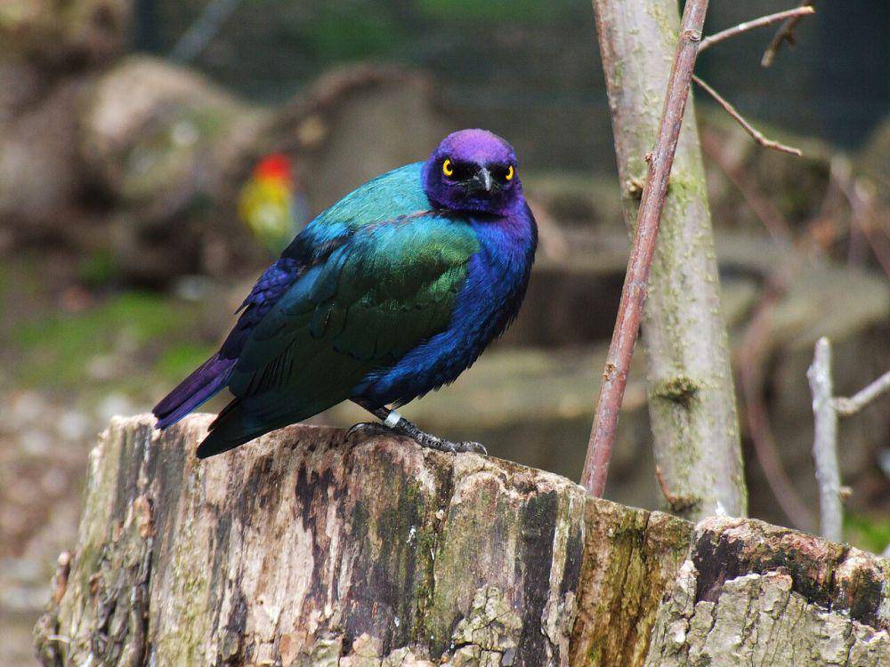 Warna ungu metalik berkilauan (commons.wikimedia.org/Gérard van Drunen)