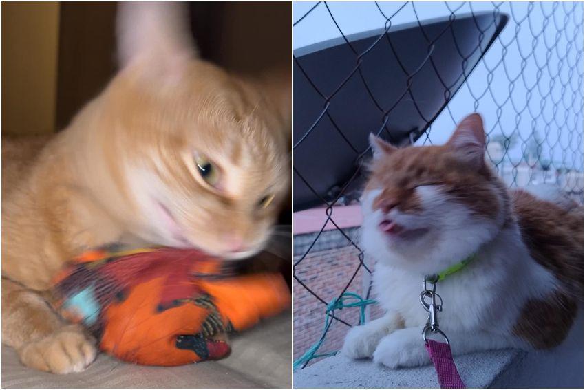 8 Foto Blur Kucing Oren Paling Kocak, Heboh Banget Tingkahnya!
