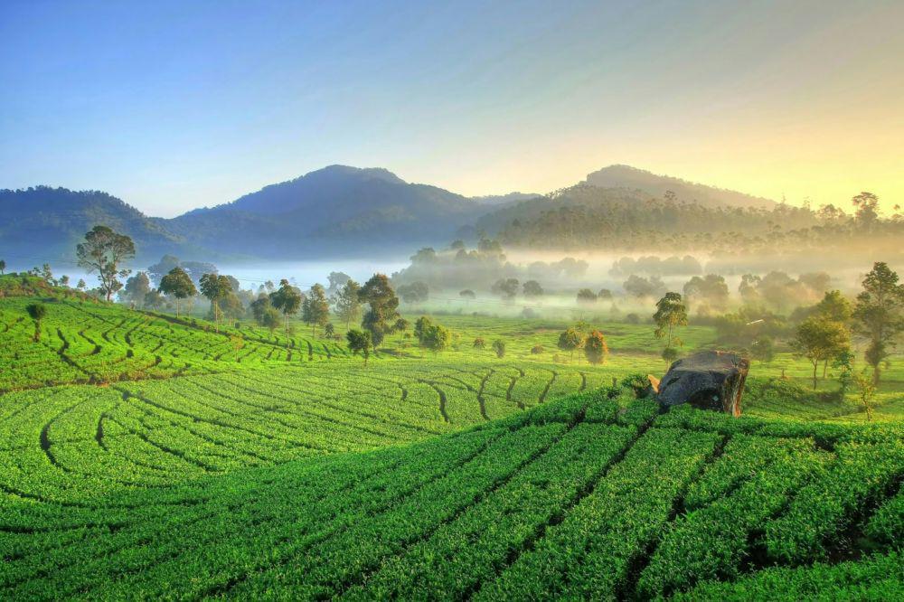 4 Kebun Teh di Ciater untuk Tempat Rekreasi dan Healing