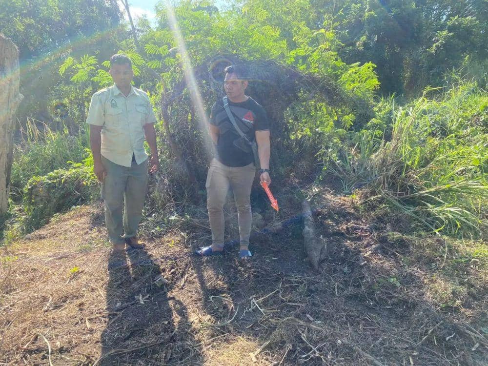Penjaga Kebun Binatang di Gianyar Meninggal Diserang Gajah