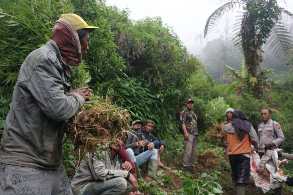 Penemuan ladang ganja di lereng Gunung Semeru. (Dok. Humas Polres Lumajang)