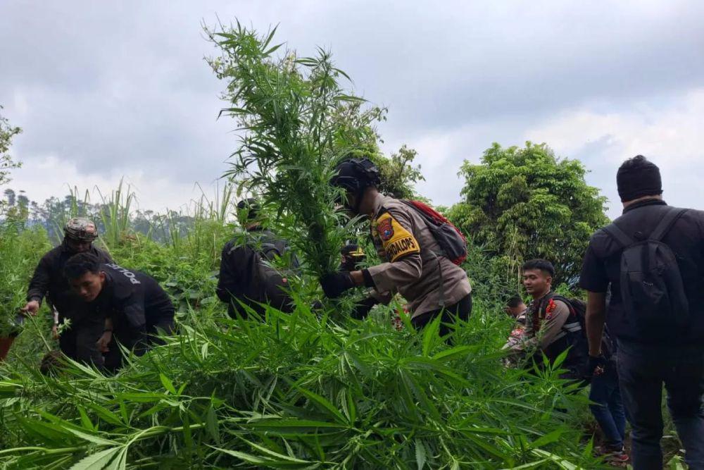 Polisi Temukan Ladang Ganja di Lereng Gunung Semeru