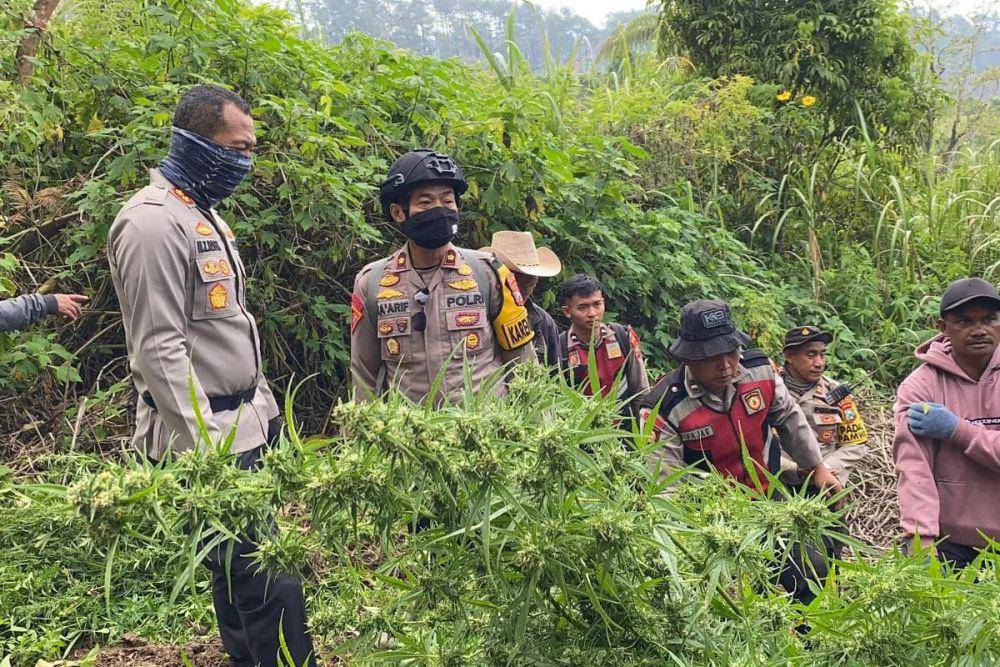 Penemuan ladang ganja di lereng Gunung Semeru. (Dok. Humas Polres Lumajang)