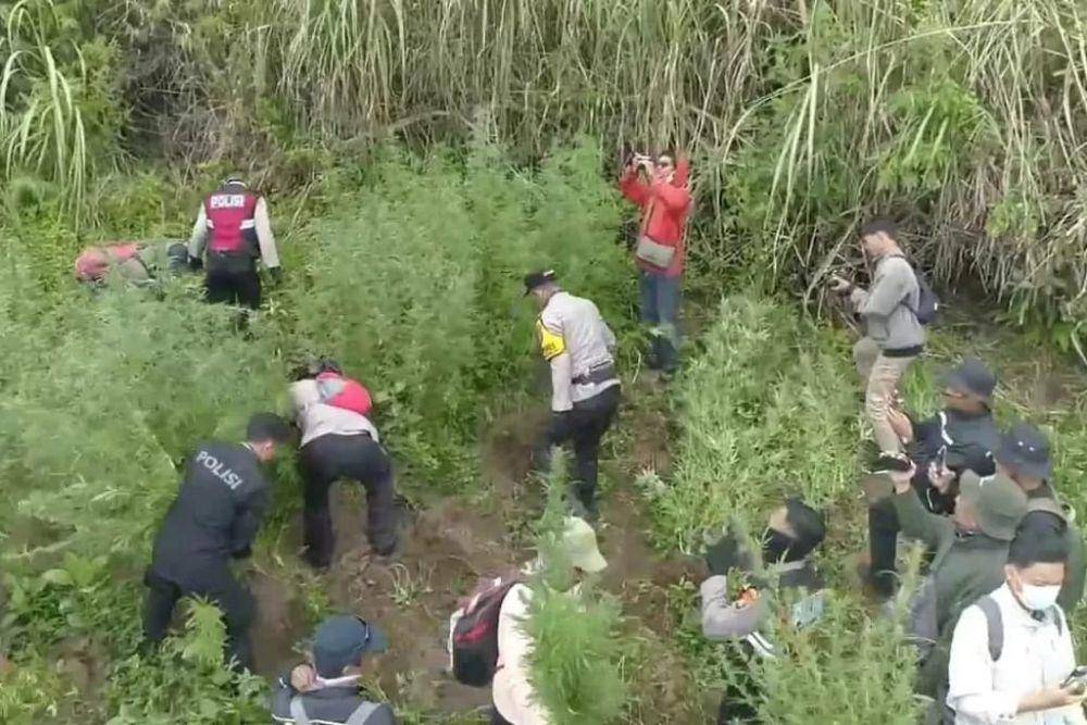 Penemuan ladang ganja di lereng Gunung Semeru. (Dok. Humas Polres Lumajang)