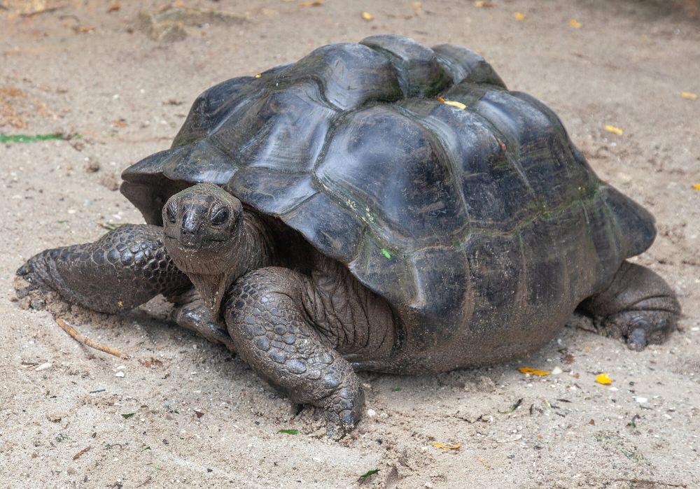 Aldabra giant tortoise (commons.m.wikimedia.org/Yulia Kolosova)