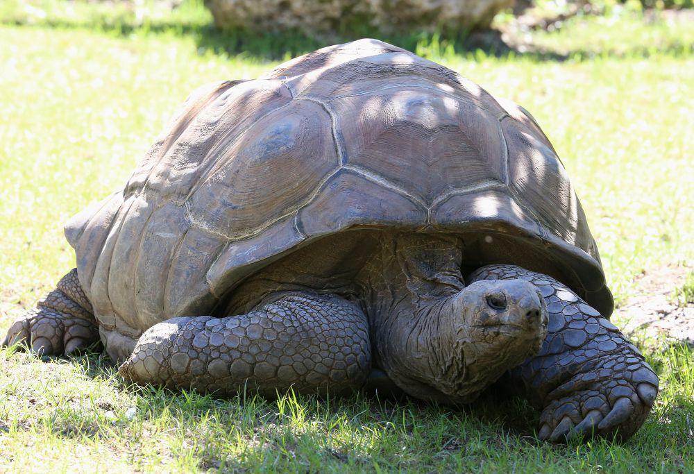 Aldabra giant tortoise (commons.m.wikimedia.org/Rufus46)