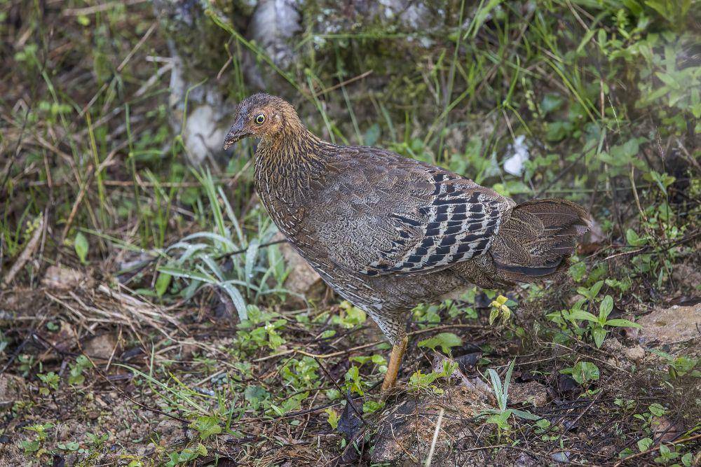 Ayam hutan sri lanka (commons.m.wikimedia.org/Charles J. Sharp)