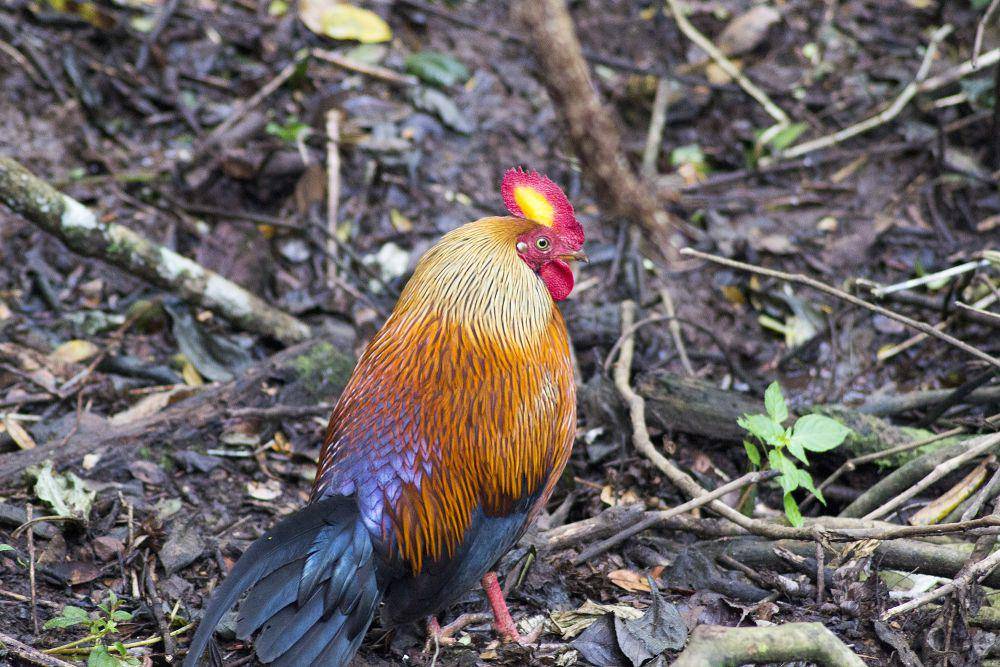 Ayam hutan sri lanka (commons.m.wikimedia.org/Juliz93)