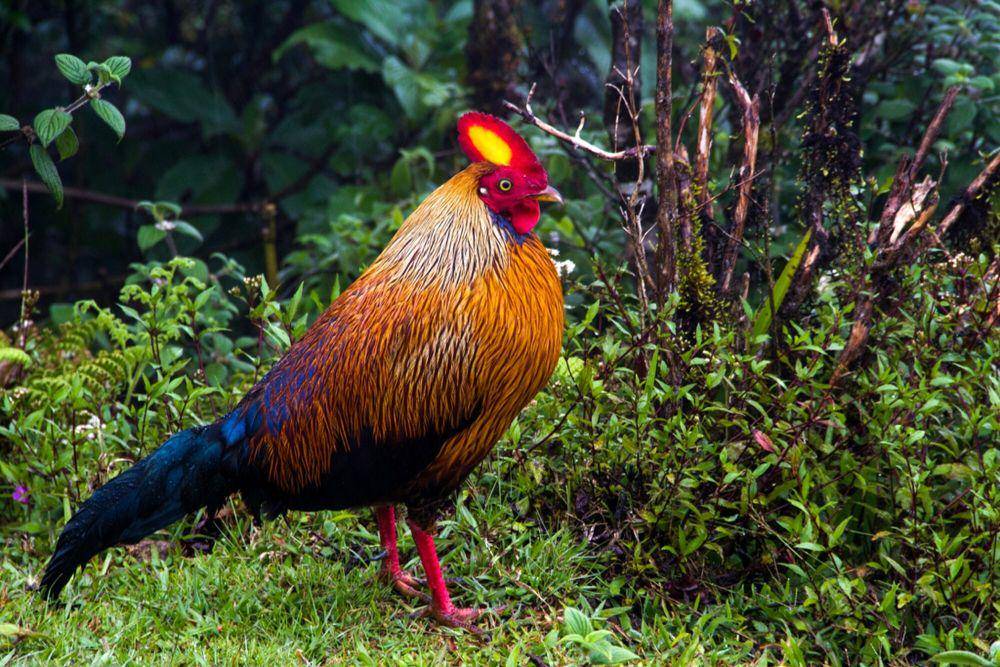 Ayam hutan sri lanka (commons.m.wikimedia.org/Sarala Gamage)