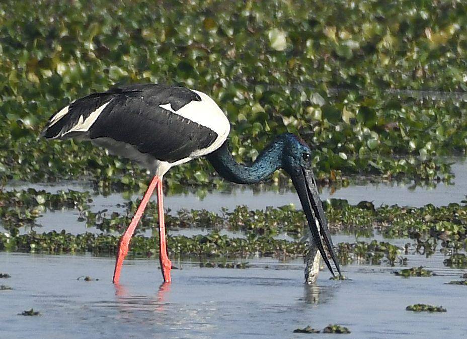 ilustrasi bangau leher hitam (commons.wikimedia.org/Savithri Singh)