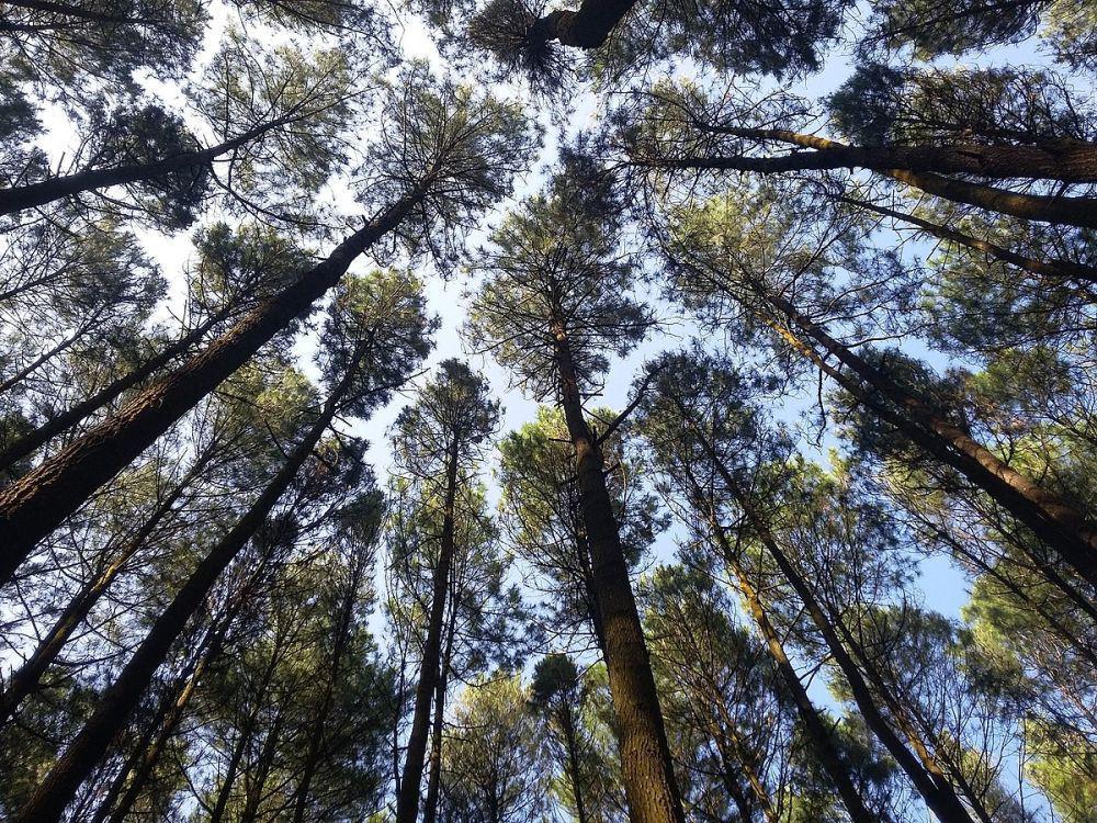 Wisata Hutan Pinus Pangonan Pati: Lokasi, Harga, Rute, dan Tipsnya