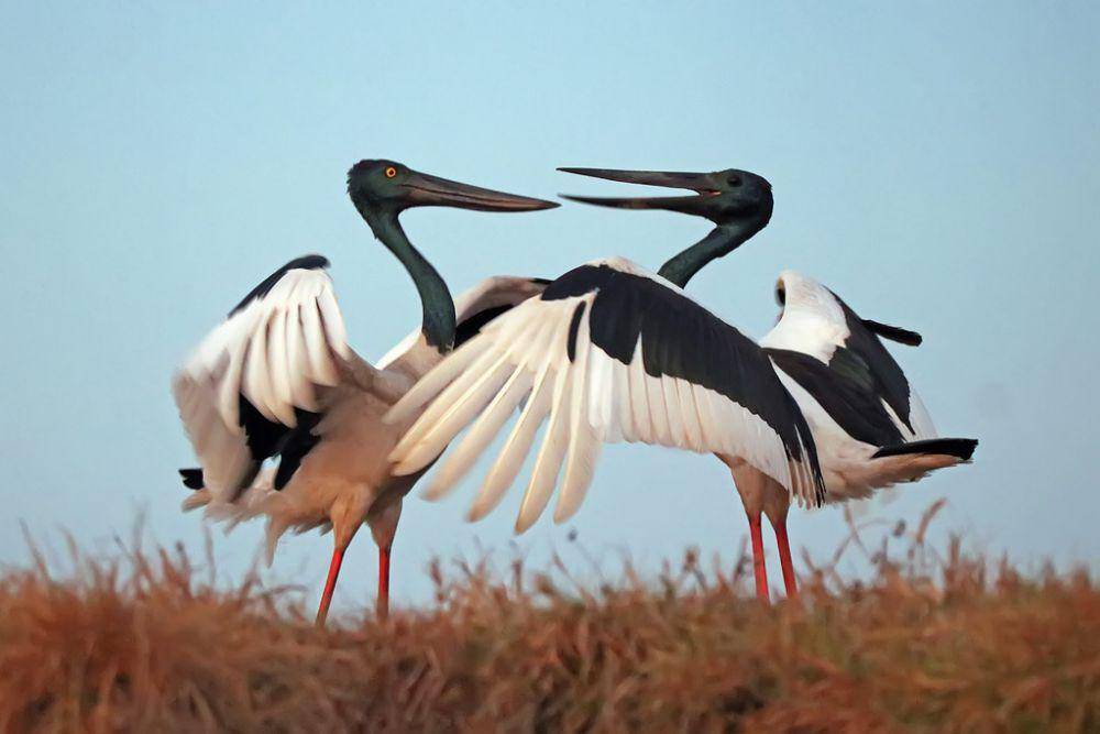 ilustrasi bangau leher hitam (inaturalist.org/lorraineharris)