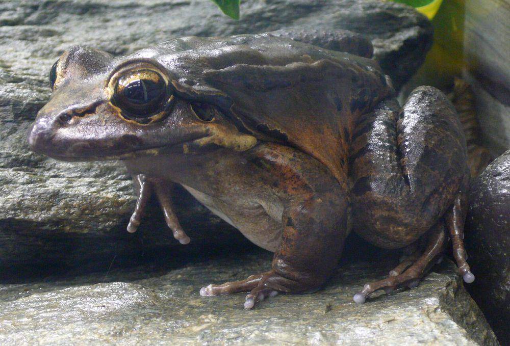 mountain chicken (commons.wikimedia.org/TimVickers)