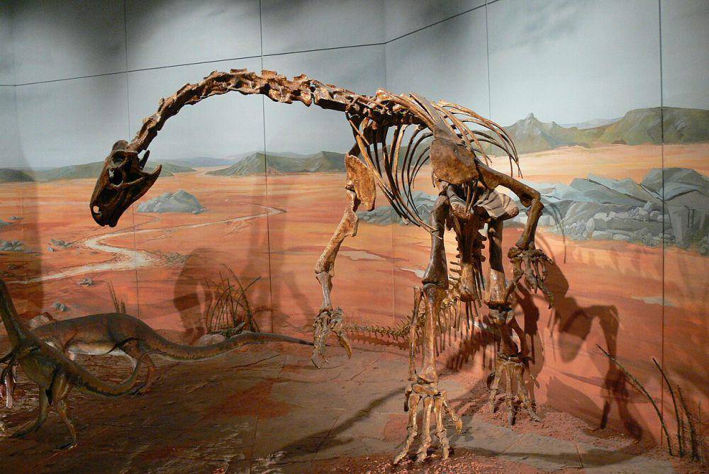 Rekonstruksi kerangka Plateosaurus (commons.wikimedia.org/Wolfgang Sauber)