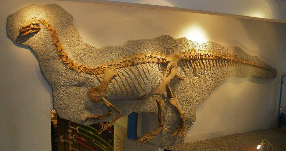 Rekonstruksi kerangka Plateosaurus (commons.wikimedia.org/Ghedoghedo)
