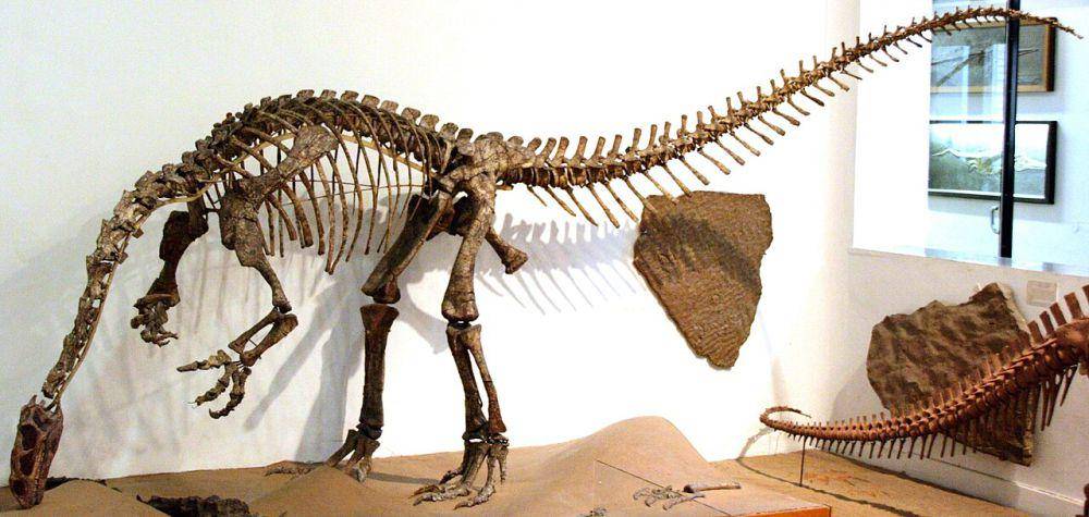 Rekonstruksi kerangka Plateosaurus (commons.wikimedia.org/FunkMonk)