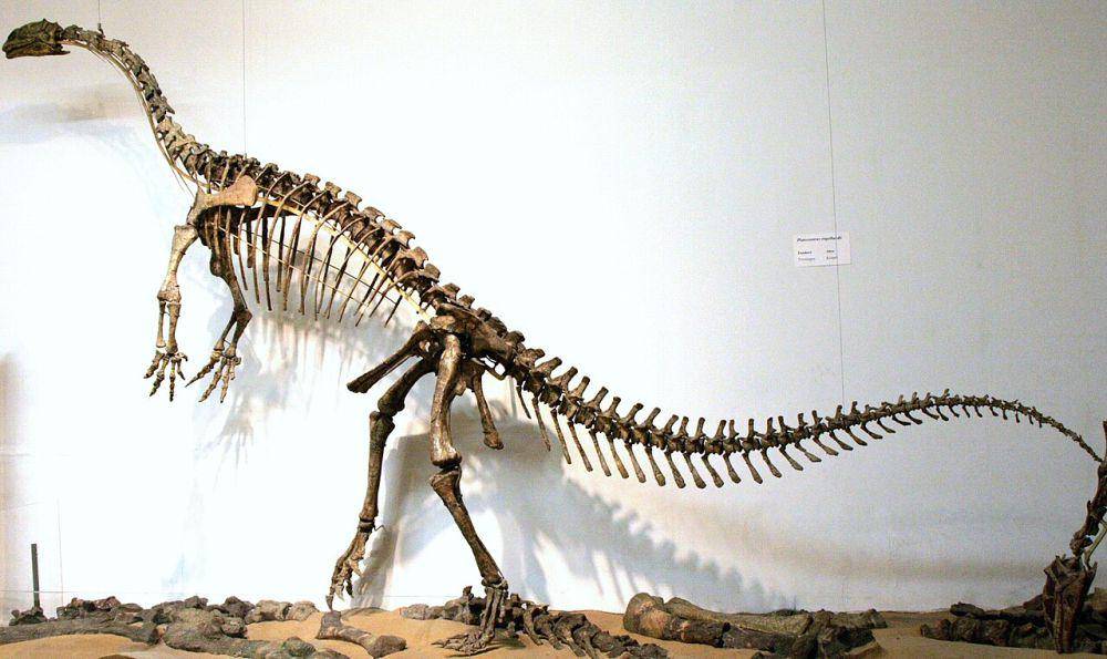 Rekonstruksi kerangka Plateosaurus (commons.wikimedia.org/FunkMonk)