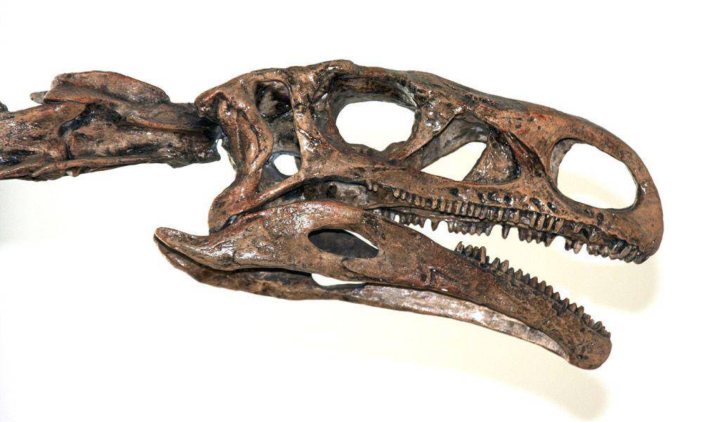 Rekonstruksi tengkorak Plateosaurus (commons.wikimedia.org/philosophygeek)