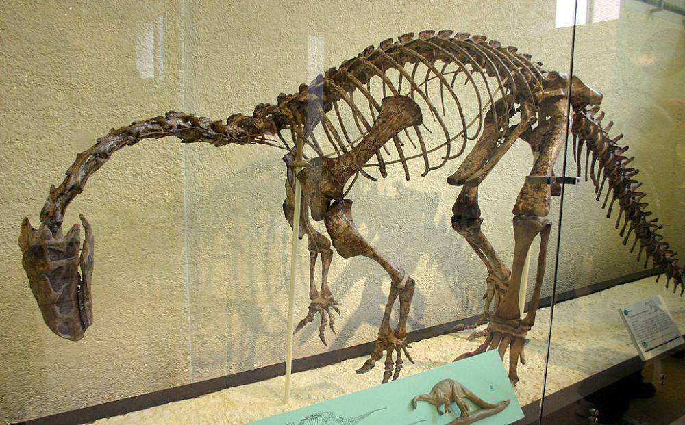 Rekonstruksi kerangka Plateosaurus (commons.wikimedia.org/Ryan Somma)