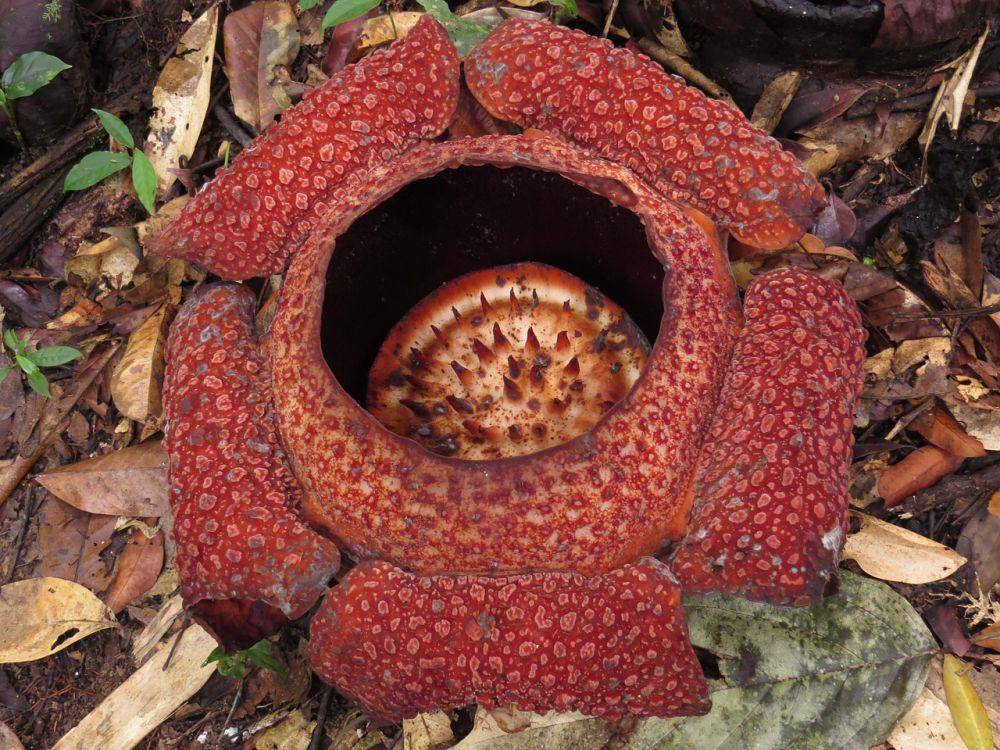 Bunga Rafflesia arnoldii (pixabay.com/svetlozarak)