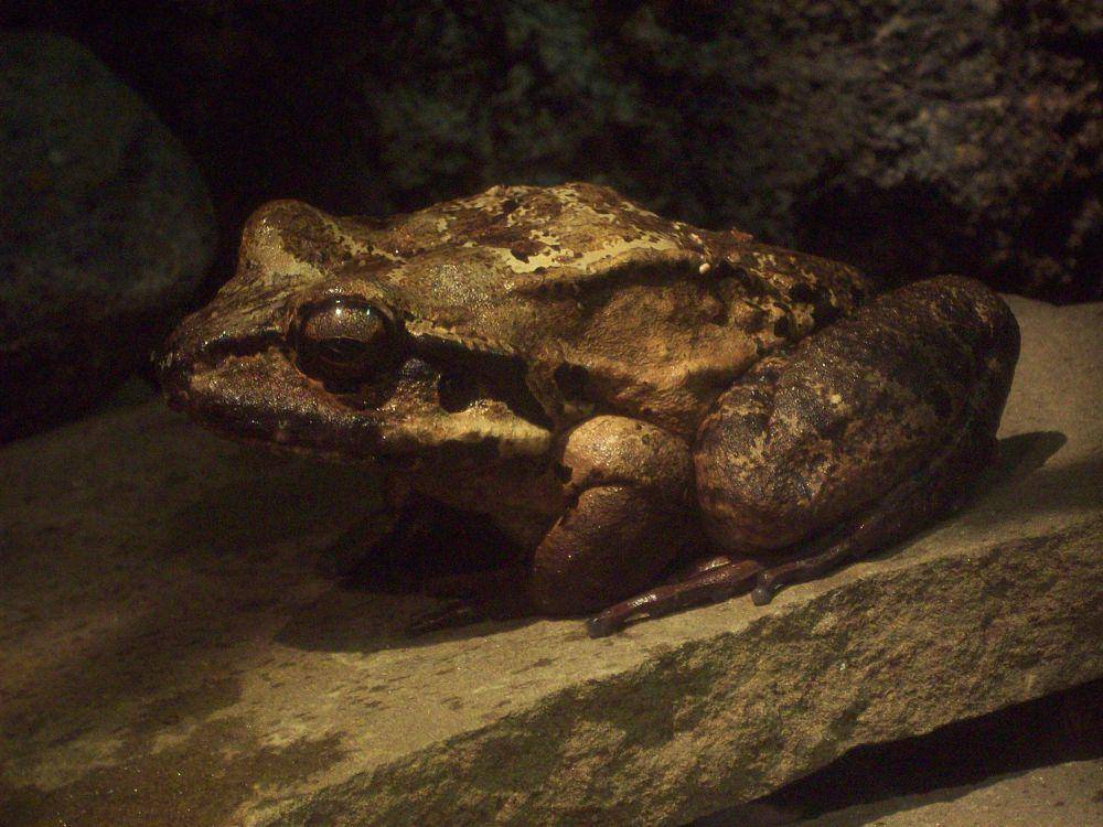 mountain chicken (commons.wikimedia.org/Rmhermen)
