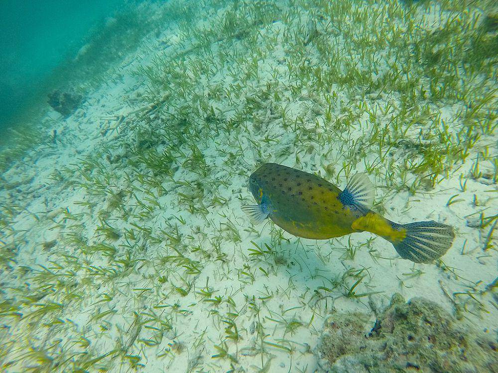 Boxfish (commons.wikimedia.org/Dronepicr)