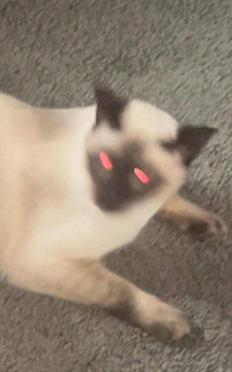 foto blur kucing putih (reddit.com/user/booted_asl)