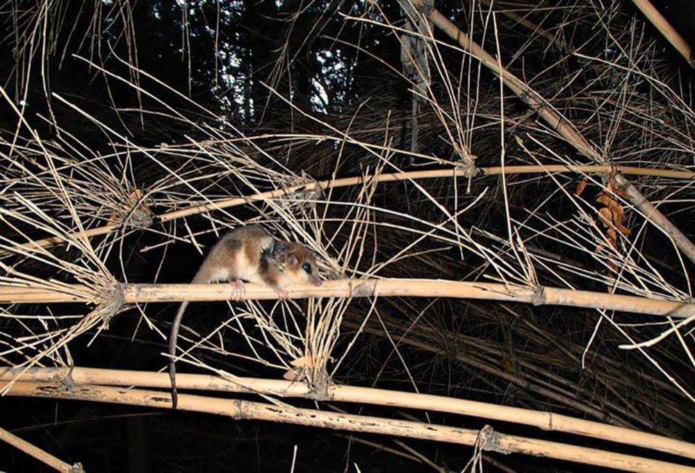 Colocolo opossum (commons.m.wikimedia.org/Romi Galeota Lencina)