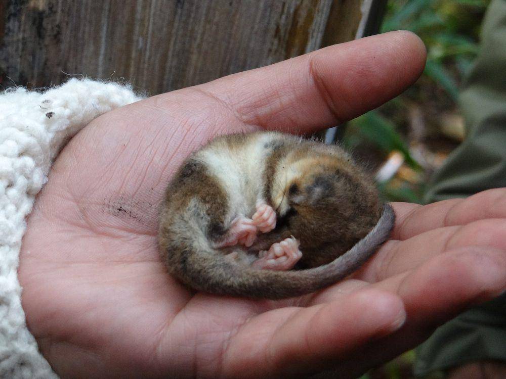 Colocolo opossum (commons.m.wikimedia.org/Nombre en Pantalla)