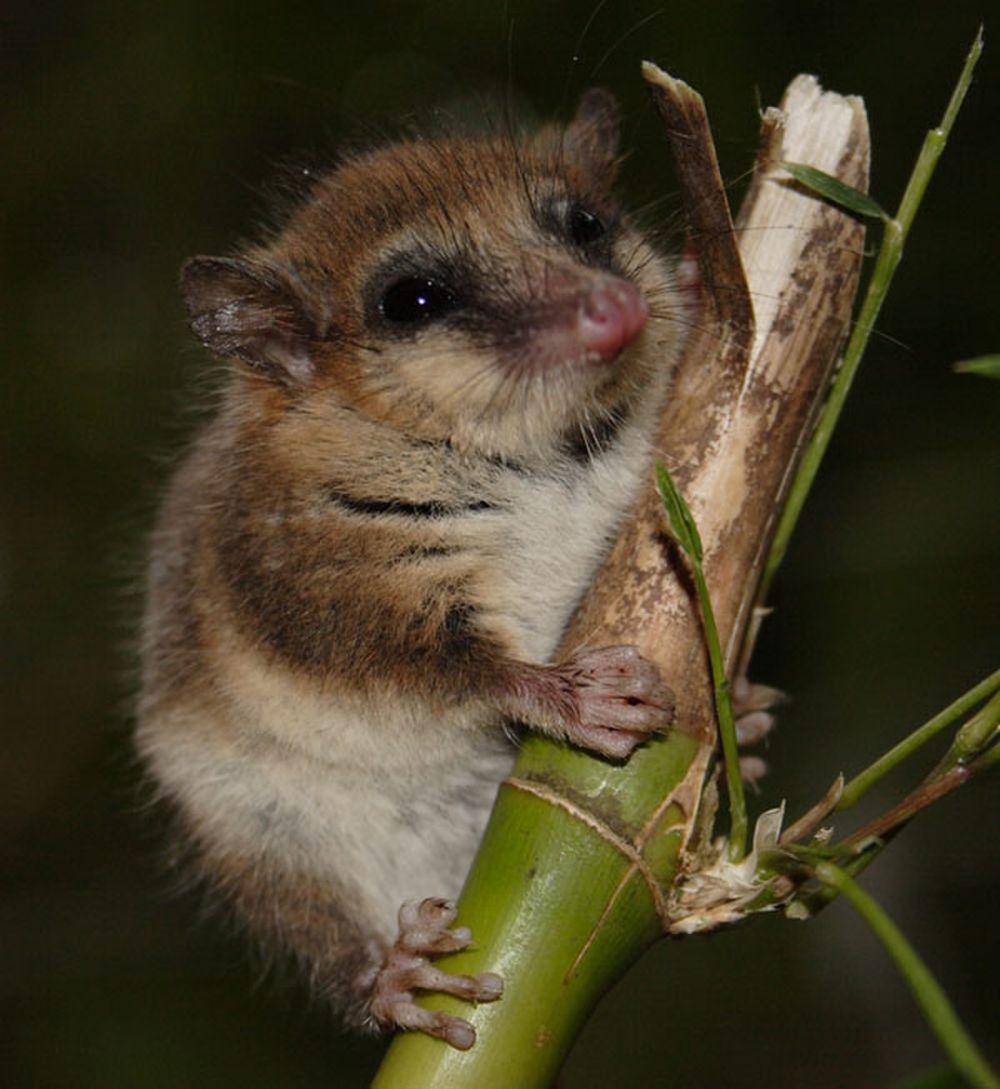 Colocolo opossum (commons.m.wikimedia.org/Joe Luis Bartheld)