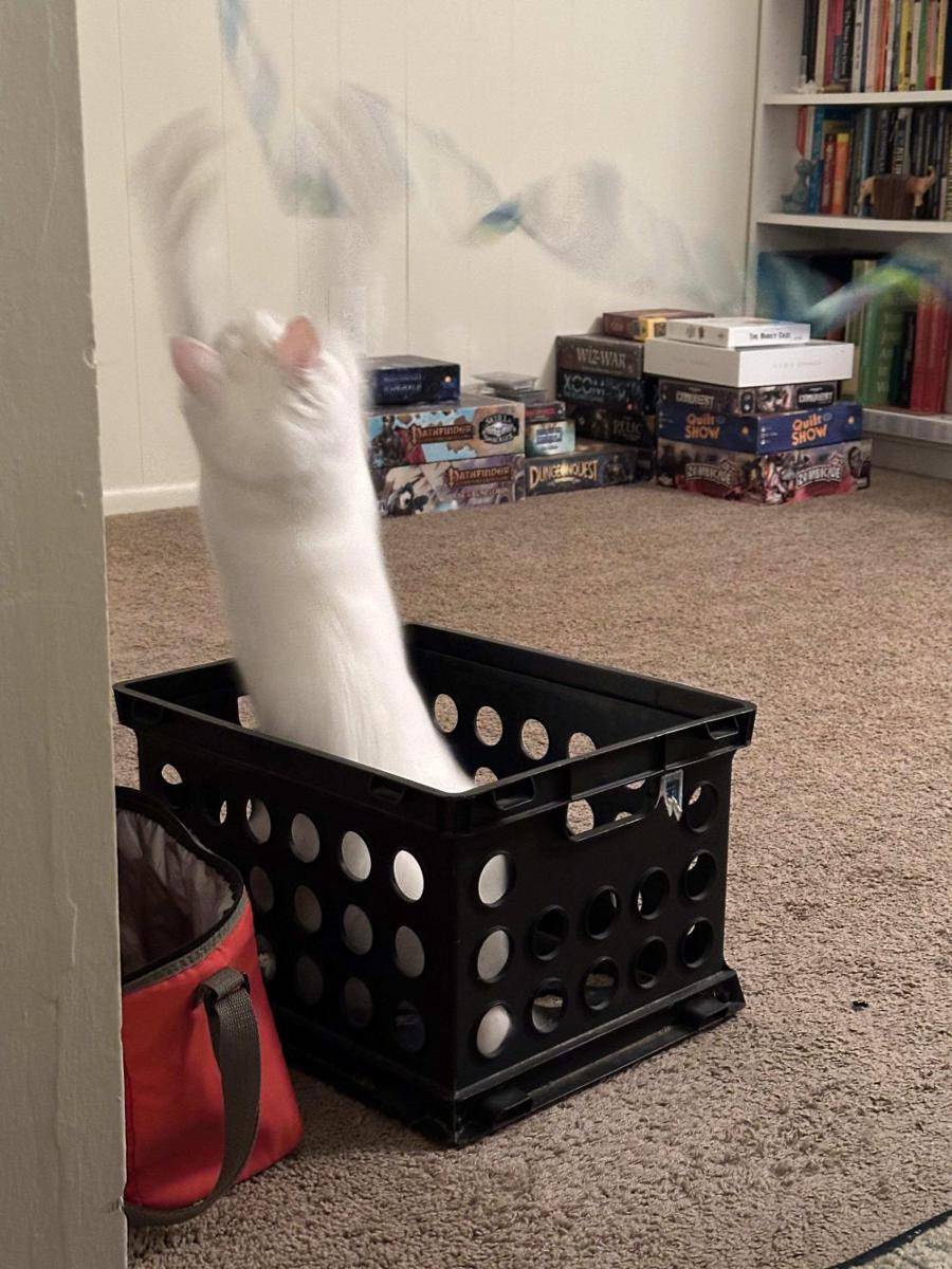 foto blur kucing putih (reddit.com/user/morgentown)